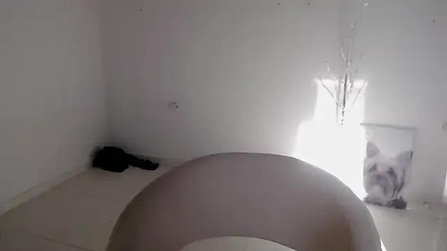 Freechat Stein_ on StripChat